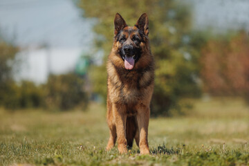 german shepherd portrait in spring in the park	
