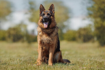 german shepherd portrait in spring in the park	
