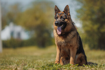german shepherd portrait in spring in the park	
