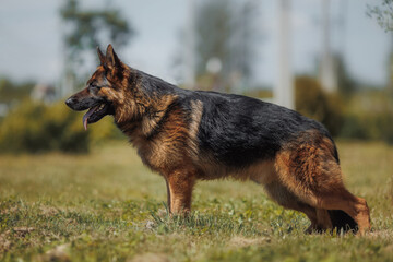 german shepherd portrait in spring in the park	
