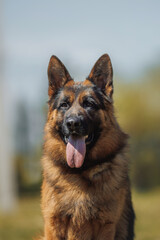 german shepherd portrait in spring in the park	
