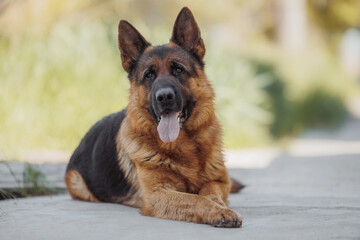 german shepherd portrait in spring in the park	
