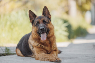 german shepherd portrait in spring in the park	
