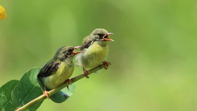 Baby Olive-Backed Sunbirds await their mother on the branch