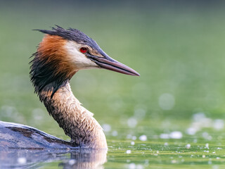 Low angle great crested grebe
