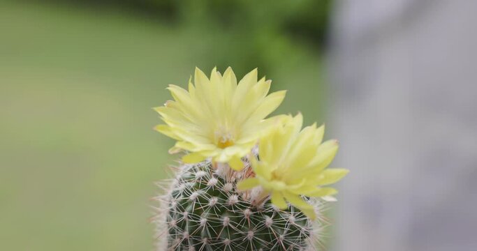 Parodia lenninghausii, Close-up yellow tower cactus with yellow flower bloom. Cactus is a popular cactus with thorns and is highly resistant to drought. 4K VDO
