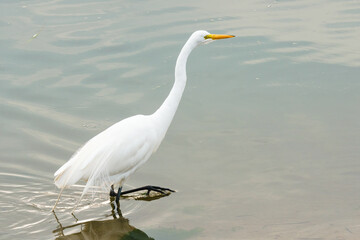White heron, Great Egret, walking along the shore. Wildlife scene