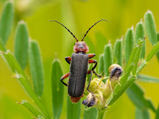 Soldier beetle on a leaf