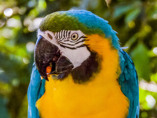 Blue and Yellow Macaw from South America