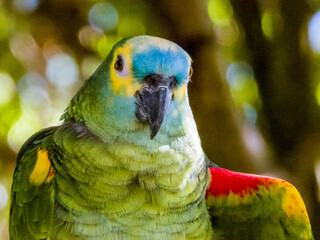 Blue-fronted Amazon Parrot from South America