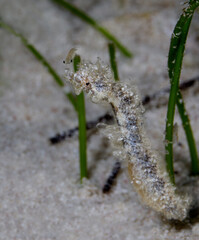 A hairy pipehorse fish, aka pipefish, among the sea grass on the sandy sea floor of the atoll of the Belize Barrier Reef