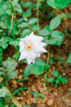 White Flower