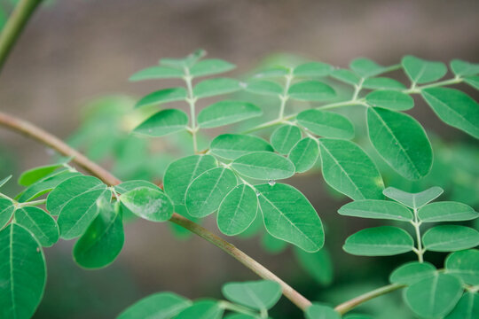 Plant