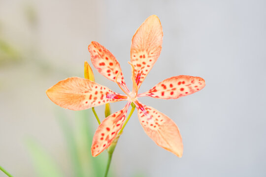 Yellow Flower