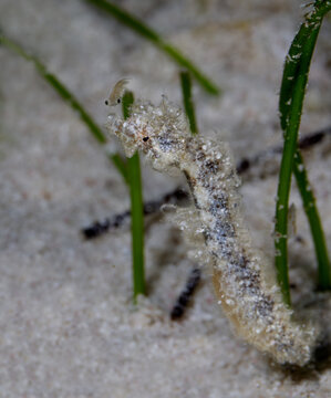 A hairy pipehorse fish, aka pipefish, among the sea grass on the sandy sea floor of the atoll of the Belize Barrier Reef