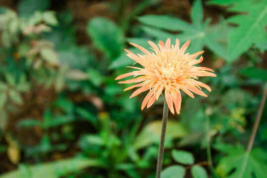 Yellow Flower