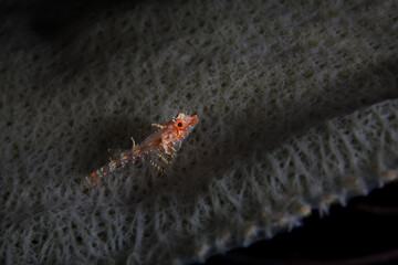 A Triplefin Blenny fish finding safety inside a vase sponge in the Belize Barrier Reef