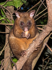 Coppery Brush-tailed Possum in Australia