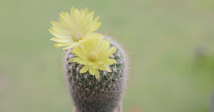 Parodia lenninghausii, Close-up yellow tower cactus with yellow flower bloom. Cactus is a popular cactus with thorns and is highly resistant to drought. 4K VDO