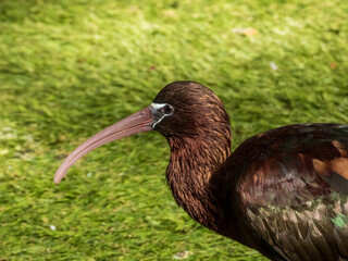 Glossy Ibis found in Australia