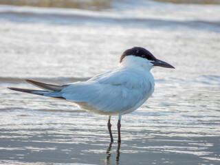 Gull-billed Tern on Australian coast