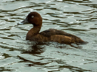 Hardhead Duck found in Australia