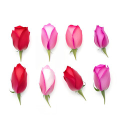 rose petals isolated on white background set, closeup, Generative AI