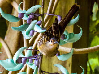 Macleay's Honeyeater endemic to Australia