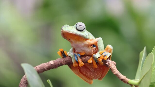 Flying frog closeup face on a twig, Javan tree frog hanging on green leaves, rhacophorus reinwartii