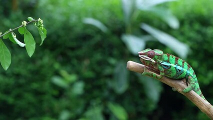 Beautiful of panther chameleon catches prey with its tongue, Panther chameleon on wood, chameleon panther closeup with natural background