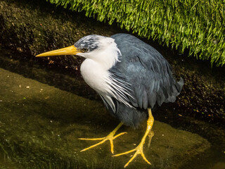 Pied Heron in Australia