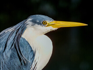 Pied Heron in Australia
