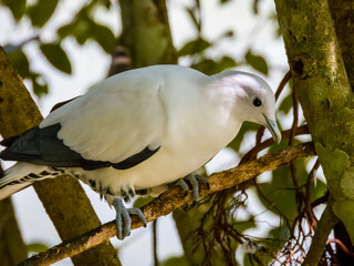 Pied Imperial Pigeon in Australia