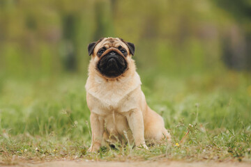 dog pug in the park	
