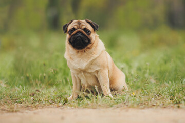 dog pug in the park	
