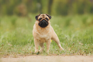 dog pug in the park	
