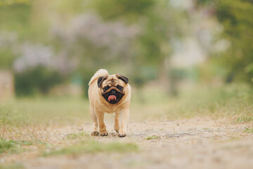 dog pug in the park	
