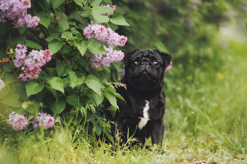 dog pug in the park	
