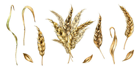 Set of wheat ear, dryed stalk, grains watercolor illustration isolated on white background. Spikelet of rye, oat hand drawn. Design element for advertising, beer festival, packaging, label, bakery