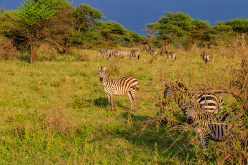 Fototapeta na wymiar Herd of zebras in savanna in Serengeti national park in Tanzania. Wildlife of Africa