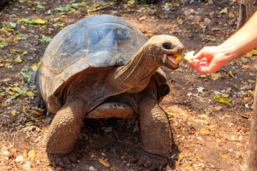 Person hand feeding aldabra giant tortoise on Prison island, Zanzibar in Tanzania - obrazy, fototapety, plakaty