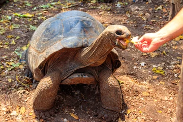 Poster Person hand feeding aldabra giant tortoise on Prison island, Zanzibar in Tanzania © olyasolodenko