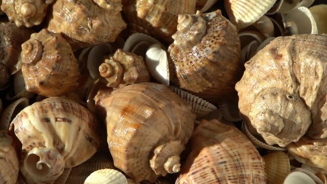 Sea shells on the beach. Summer background. Rapan conch shell top view. Beige light color. Aesthetic minimalism. Nature beauty. Mixed multi colorful seashells. Ocean coast. Seashell sun light