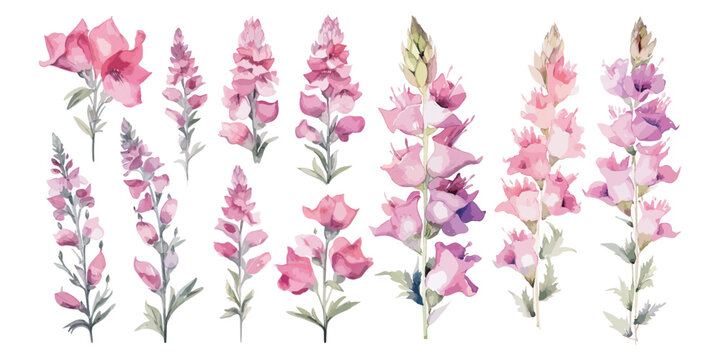 watercolor foxglove flower plant clipart for graphic resources