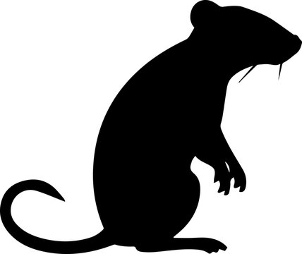 Silhuette rat animal images