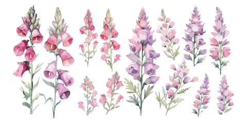 watercolor foxglove flower plant clipart for graphic resources - obrazy, fototapety, plakaty