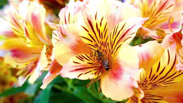 A close up to an Alstroemeria or Peruvian lily and lily of the Incas flower with a bee.