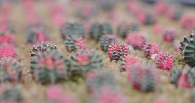 Close-up group of colorful Gymnocalycium mihanovichii pot. Cactus are popular with thorns and are highly resistant to drought. VDO Footage 4K.
