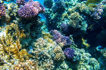 Plakat Coral reef in the Red sea in Ras Mohammed national park. Sinai peninsula in Egypt