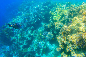 Naklejka na ściany i meble Sohal surgeonfish (Acanthurus sohal) or sohal tang, is a Red Sea endemic. Sohal surgeonfish on coral reef in the Red sea in Ras Mohammed national park. Sinai peninsula in Egypt
